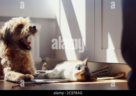 Le chat paresseux et le chien bâbord allongé sur un tapis ensoleillé journée dans une chambre confortable à la maison Banque D'Images