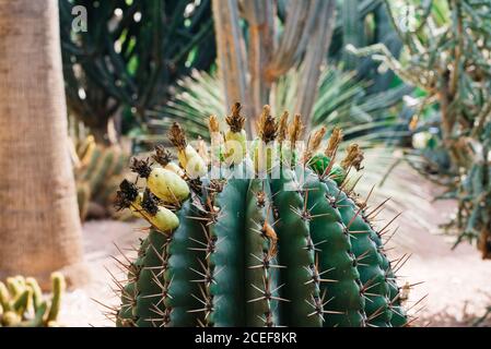 Close up of cactus Banque D'Images