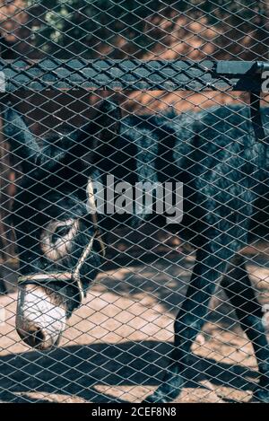 Âne verrouillé dans une ferme au maroc Banque D'Images