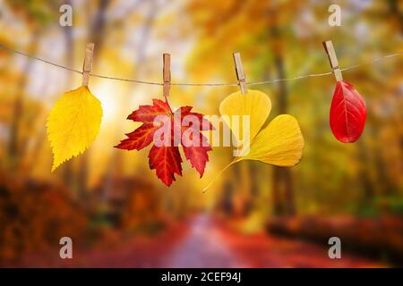 Quatre feuilles d'automne accrochées sur des épingles à linge sur une corde, automne bois paysage arrière-plan Banque D'Images
