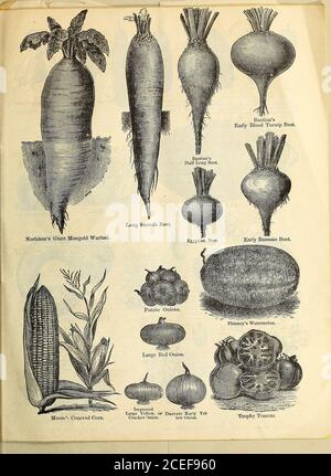 . Catalogue annuel circulaire et de détail des semences de légumes et de fleurs garanties. Banque D'Images