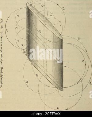 . Allgemeine Physiology der Muskeln und Nerven. Figure 52. Spannungen an einem regelmässigen Muskelrhombus. Die isoelektrischen Curven eines solchen regelmässigenMuskelrhombus haben auf den Querschnitz die Gestaltvon Ellipsen, deren einer Pol mit Breneinen en Punkt der Querschnitzsgrenze in der Nähe der Spitzenke Eczusammenfällt. AM Längsschnitt sind es gewun-dene Linien, welche schräg um den Cylindermantelherumlaufen. Der elektromotorische Aequator, welcherdie Punkte grösster positiver Spannung verbindet, stellteine gewundene Linie vor, die den Rhombus in zweisymmetrische Hälften theilt. Banque D'Images