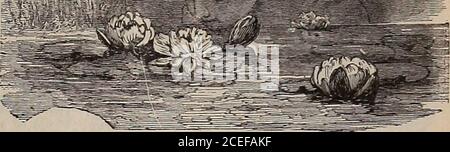 . Retournez une nouvelle feuille et soyez convaincu que W.W. Les graines de Rawson & Co. Sont vraies pour le nom / W.W. Rawson & Co. EAU DE HARDY. Nelumbium Speciosum (Lotus égyptien ou sacré.) — Perfectlyhardy, et est l'un des plus beaux nénuphars. Les fleurs sont d'une belle couleur rose rosé; lorsqu'elles sont ouvertes, elles sont d'un blanc crémeux et rose et sont très parfumées. Racines fortes, 75 cts chacune ; taille extra, si.50 chacune. Les plantes cultivées en pot peuvent être fournies en juin, 1.00 $ et 2.00 $ chacune. Nymphaea Alba Candidissima.—il s'agit d'une variété à grandes fleurs de nénuphars; de grandes fleurs blanches; un conti Banque D'Images