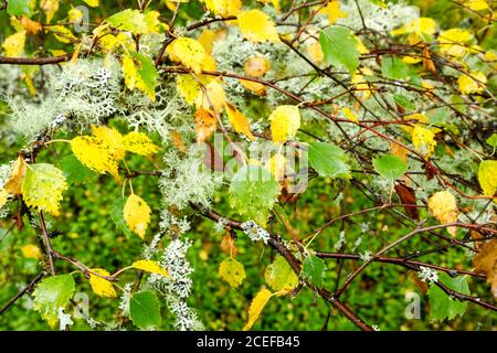 Bouleau argenté (Betula pendula) forêt fin d'été - vue détaillée du début de l'automne montrant les feuilles passe du vert au jaune Banque D'Images