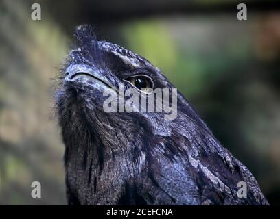 (Podargus strigoides Tawny Une grille supérieure) Banque D'Images