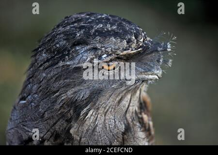 (Podargus strigoides Tawny Une grille supérieure) Banque D'Images