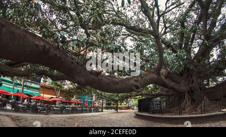 Photographie d'un énorme ficus peekaboo ou arbre Homer Banque D'Images