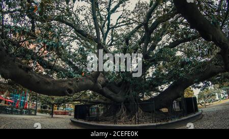 Photographie d'un énorme ficus peekaboo ou arbre Homer Banque D'Images