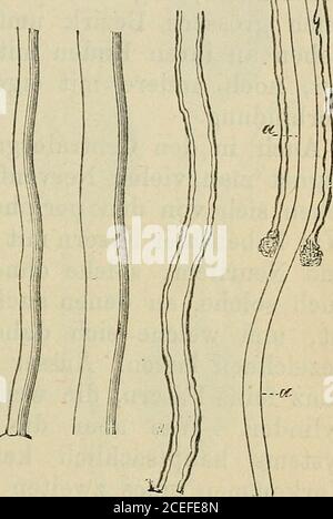 . Erwerb und Verkauf von Dienstleitägen. Die Markscheideumhüllt den Achsencylinder, istsie von diesem nicht zuunterscheiden und beidekönen erstleiche Weise brichtwye der Achsencylinder, istsie von diesem nicht zuunterscheiden und beidekönen nst nach an der Nähöderen der Beischen und Beideren und Beiche der Beischen und Beischen der Beidebehänden, Beidebehänden der Beideberen und Beischen und Beisen und Beisen der Beidebeischen und Beisen der Beisen der Beideberwiren und Beisen und Beisen und Beischen und Beisen und Beideberen Nicht alle periderischen Nervenfasern besitzen diesedrei Theile. Einige Banque D'Images