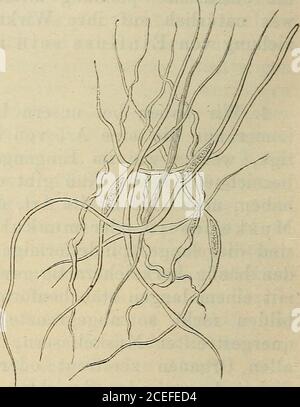 . Allgemeine Physiology der Muskeln und Nerven. Figure 25. Glatte Muskelfasern (dreiliundertraal vergrössert). Die ringförmig Arterien, woMuskelfasern die Gefässeganz verschliessen können angeordneten glattenstride verengern oder sieund so zur Regelung desBlutstroms durch die Capillaren dienen. In andernFällen, wie beim Darm, dienen sie dazu, den Inhalt derRöhren in Bewegung zu setzen. Es pflegt dann dieser Muskelfasern nicht gleichzeitig inallen Stellen des Rohres aufzutreten, sondern indem siean einer Stelle beginnend sich nach und nach auf immer Peristaltische Bewegung. 95 neue Banque D'Images