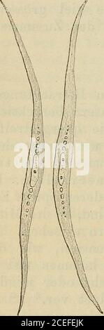 . Betrieb einer Bürgen, Bürgen, Bürgen, Bürgen, Büren, Bürgen, Bürgen, Bürgen, Bürgen, Bürgen, Bürgen, Bürgen, Bürgen, Bürgen, Bürgen, Bürgen, Bürgen, Bürgen, Bürgen, Bürgen, Bürgen, Bürgen, Wüsterbeen, käusen. Meistens sind letztere in diesen * Ein Beispiel stärkerer Anhäufung glatter Muskelfasternbietet der Muskelmagen der Vögel, welcher, abgesehen vonder äussern und innern häutigen Bekleidung, nur solaus Faschenern bes Banque D'Images