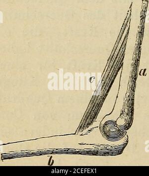 . Allgemeine Physiology der Muskeln und Nerven. Gewichte misstdann die Kraft der Wadenmuskeln, doch muss man beider Berechnung darauf Bücksicht nehmen, dass dieKraft und die Last in diesem Falle nicht an demselbenHebelarm angreifen, und dass die Kraft (der Zug derWadenmuskeln) schwibel dem Heschwief. Die be-stimmung des Querschnitt kannnatürlich nicht am lebendenMenschen geschehen, sie mussan den Muskeln einer Leicheerfolgen, welche etwa die-selbe Statur Hat, wie dieVersuchsperson. In neuerer Zeit Hat HenkegleichFalls den Werth der ab-soluten Kraft menschlicherMuskeln ermittelt. Henke be- Banque D'Images