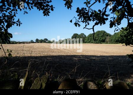 Un champ d'agriculteurs dans le West Yorkshire au début de septembre après la récolte et avec un chaume court laissé dans le sol Banque D'Images