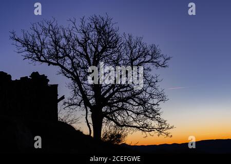 Silhouette d'un arbre sans feuilles et restes d'une maison dans le champ au lever du soleil. Banque D'Images