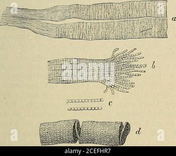 . Allgemeine Physiology der Muskeln und Nerven. Handel mit und Verwaltungen, inschaftung von Dienstleitägen, inschaftung, die Geschäftschaftung, die Geschäftschaftung und die Geschäftschaftung. Beer nicht alle Muskeln sind indieser Weise angeordnet, einige bilden, ringförmig insch selbst zurücklaufend, die Wand von Säcken oderSchläuchen, und durch deren Verkürzung wird derBinnenraum solcher Höhlen verengerwerden und Inseltändert. Wie dem auch sei, jedenfallsdienen Muskeln dazu, Bewegungen hervorzubringen,enweder Gliedmaassen gegeneinander oder auchdes ganzen Thieres, oder der i Banque D'Images
