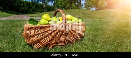 Beaucoup de poires mûres juteuses savoureuses dans un panier en osier fait à la main sur pelouse en gazon vert dans verger de jardin de fruits sur la lumière de l'automne ensoleillé jour. ECO biologique Banque D'Images