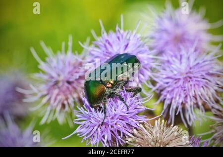 Le coléoptère vert recueille le pollen de la fleur. Le coléoptère est appelé bronze doré . Banque D'Images