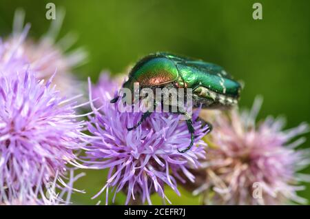 Le coléoptère vert recueille le pollen de la fleur. Le coléoptère est appelé bronze doré . Banque D'Images