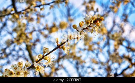 Branches de cerisier sauvage avec arrière-plan flou. Banque D'Images