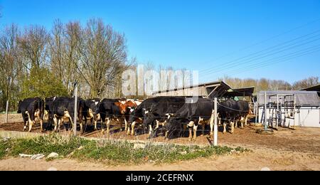 Vaches laitières noires et blanches devant une installation de traite sur une ferme biologique. Banque D'Images