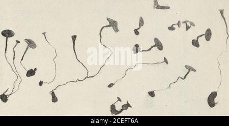 . Pourriture cotonée des citrons en Californie. Androfibreux dans ses stades avancés. Les sclérotes caractéristiques, Fig. Lb, sont souvent, mais pas toujours, présents. Quand la branche est à longueur sur-arrondi par le champignon, la mort se produit soudainement, les feuilles becomeroled-up et mort, mais peut rester attaché pendant quelques mois. La caractéristique Thislast est la plus notable et est ce qui attire habituellement les producteurs à l'attention de cette maladie dans le verger. COTTONY ROT DE CITRONS EN CALIFORNIE 239 INFECTION NATURELLE picking-Box infection.—il n'est que de temps en temps que les conditionssont favorables à la pourriture cottonie à dévelo Banque D'Images