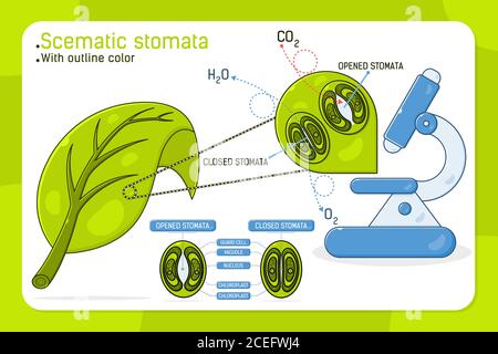 Stomata à feuilles agrandies avec stomata schématique ouvert et fermé, illustration vectorielle pour la conception Web, interface utilisateur, ux, application mobile sur fond blanc isolé Illustration de Vecteur