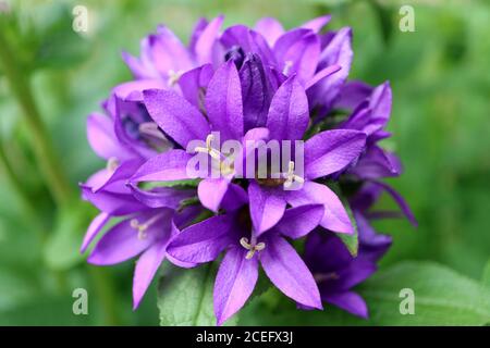 Fleurs de la cloche pourpre dans le jardin, Campanula pourpre glomerata,fleurs de la cloche pourpre macro,Beauté dans la nature,image de stock Banque D'Images