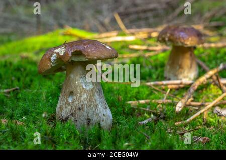 Champignons coupés dans les bois. Champignons boletus edilus croissant en mousse verte. Scène de champignons de la forêt d'automne.alimentation végétarienne.Prod. Naturel frais et savoureux Banque D'Images