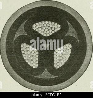 . Actualités et ingénierie électriques. Ces illustrations montrent des sections transversales de la taille d'origine des câbles récemment fournis à cet appareil. S.E. système et réordonné par eux pour d'autres extensions. Les spécifications sont les suivantes : conducteurs composés de 37 brins chacun, de 0,082 po de diamètre. Épaisseur du diélectrique sur chaque conducteur. .210 m. Épaisseur de la courroie, 0,210 in. Épaisseur de la gaine de câble, 0,160 po. Diamètre total, 2.61 po., 250,000 cm. Câble à trois conducteurs, à isolation papier et à gaine simple pour 13,200 volts. WECAN vous fournit des fils et des câbles de toutes tailles pour l'alimentation, l'éclairage, le Telephon Banque D'Images