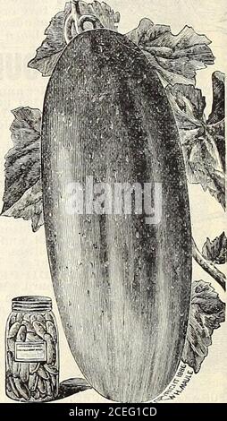 . Le livre de semences Maule pour 1905. Utilisation, pour mars-ket, ou pour pickling. Paquet, 5 cents; once, 10 cents; 1 livre, 25 cents; livre, 75 cents. PEERLESS.—UN concombre de cornichons noté. Il est very1 lolific, tôt, de bonne taille, droit, bien formé et fullé aux deux extrémités. Il porte sa couleur vert profond jusqu'à ce que it1 ache la maturité, qui est une caractéristique très souhaitable.il EST l'une des meilleures souches de cucucumtiers de pickling sur le marché 111, et je le recommande avec confiance à la fois ama-teurs et les jardiniers de marché. Paquet, 5 cts.; once, 10 cts,; % livre, 30 cts.; livre, 81.00. VERT PROLIFIQUE : c'est l'un des m Banque D'Images