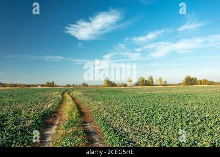 Une route de campagne à travers un champ de betteraves vertes Banque D'Images