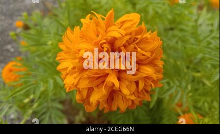 orange tagetes fleurs de patula ou fleur mexicaine ou fleur de marigold famille Banque D'Images