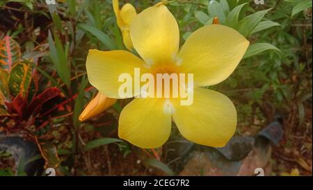 une belle et merveilleuse fleur jaune d'allamanda Banque D'Images