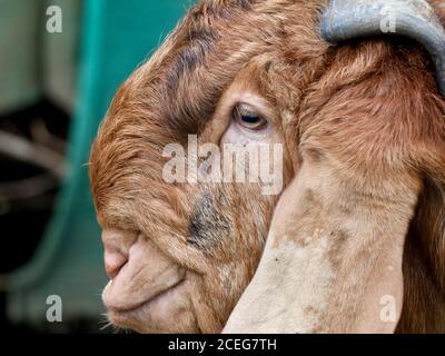 Tête d'une chèvre mâle de couleur marron Jamnapari. Cette race de chèvres provient du sous-continent indien. Gros plan. Banque D'Images