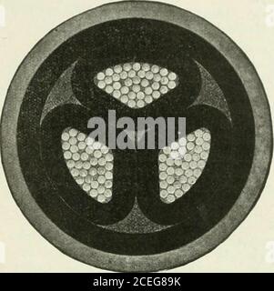 . Actualités et ingénierie électriques. Ces illustrations montrent des sections transversales de la taille d'origine des câbles récemment fournis à cet appareil. H. E. système et réordonné par eux pour d'autres extensions. Les spécifications sont les suivantes.—conducteurs composés de 37 brins chacun, de 0,082 in. De diamètre. Épaisseur du diélectrique sur chaque convertisseur, 0,210 pouce Épaisseur de la courroie, 0,210 in. Épaisseur de la gaine de câble, 0,160 po. Diamètre total, 2.61 po., 250,000 cm. Câble à trois conducteurs, à isolation papier et à gaine simple pour 13,200 volts. WECAN vous fournit des fils et des câbles de toutes tailles pour Power, Lighting, Teleph Banque D'Images