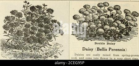 . Jardin de Cole annuel. erve dans une cave sèche. Ampoules à moitié résistantes. DOUBLE MÉLANGE. Variétés les plus fines; 2 à 4 pieds par pkt. cts 5 NOUVEAU TOM POUCE. Nouvelles variétés uniques couleurs inmélangées; soigné, compact et nain habitude, croissant d'environ un pied dans la hauteur; très libre; inestimable pour les besoins de coupe. Perpétuel cts 5 Escholtzia (California Poppy) plantes très attrayantes pour les lits, les arbres ormesses; floraison abondante et feuillage fin coupé, en fleur de juin jusqu'au gel; 1 pied. Hardy an-nuals. MÉLANGE FIN. Fleurs jaune, orange et blanc; fleurs de 2 pouces de diamètre. Perpétuel cts 4 Fuchsia (gouttes d'oreille pour Ladys) Banque D'Images