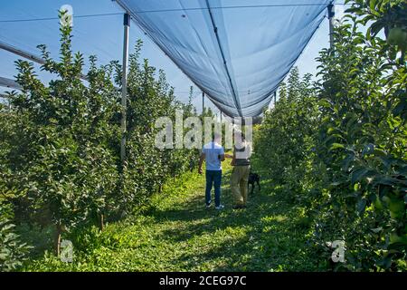 Sirig, Serbie, 18 septembre 2018. Plantation de pommes qui est complètement protégée par des filets en cas de mauvais temps. Les visiteurs voient la qualité de la pomme Banque D'Images