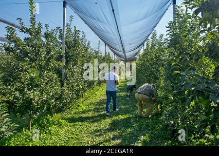 Sirig, Serbie, 18 septembre 2018. Plantation de pommes qui est complètement protégée par des filets en cas de mauvais temps. Les visiteurs voient la qualité de la pomme Banque D'Images