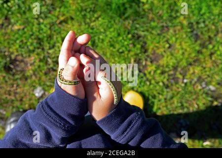 Enfant 3 avec des chenilles blanches de chou rampant sur la vue des mains D'en haut en été Carmarthenshire pays de Galles Royaume-Uni KATHY DEWITT Banque D'Images