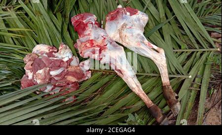 Viande fraîche de vache sur les branches d'huile de palme. Banque D'Images