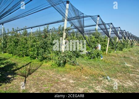 Plantation de pommes qui est complètement protégée par des filets en cas de mauvais temps. Les visiteurs voient la qualité de la variété de pommes. Banque D'Images