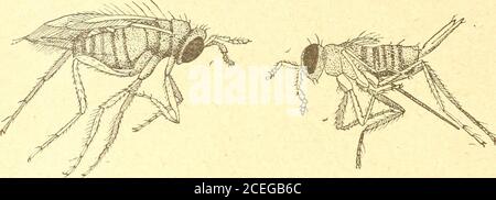 . Russkoe entomologicheskoe obozrenie = Revue russe d'entomologie. Banque D'Images