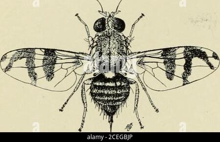 . Manuel des insectes de fruits. Figure 260. —Cherry cut open etmontrant une mouche près de la fosse. Figure 261. Puparia de la mouche des fruits de cerise (X9). Trouvé même en août. Les cerises infestées ne tombent pas, butfinally une pourriture et le naufrage dans une partie des résultats de fruit de l'oeuvre des maggots (Fig. 259). Lorsque les themagggots de pleine culture quittent les cerises, aller dans le sol autour d'un inchand changer pour brunâtre puparia (Fig. 261) qui hibernate.les insectes adultes ou les mouches des fruits commencent à émerger au milieu des 306 INSECTES DES FRUITS. Figure 262. — la mouche à fruits de cerisier, R. cingulata (X 51). De juin et peut être FO Banque D'Images