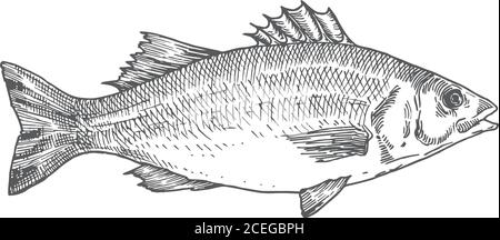 Illustration du vecteur tracé à la main de Sea Bass. Esquisse abstraite de poisson. Dessin de style de gravure. Illustration de Vecteur