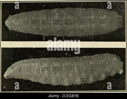 . Araignée: framboise, p. 315.écaille de noyer : cassis, p. 360.Brier de canne à raisin : raisin, p. 423.Eléoptère imbriqué : sirawberry, p. 371. CHAPITRE IX INSECTES DE CERISE les insectes de la plus grande importance commerciale pour le thécherry sont le curculio de prune (p. 243), les mouches des cerisiers, la cerise aphis, la poire slug (p. 214) et sur les sucreries l'échelle de San Jose. Les cerisiers sont également soumis à l'attaque du coléoptère-écorce des arbres fruitiers (p. 277). La cerise fruit-FliesRhagoletis dngulata Loew et R. fausta Osten Sacken la plupart des cerises adorables aux États-Unis an Banque D'Images