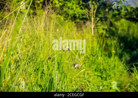 Amadina, le munia à dos blanc (Lonchura striata striat - sous-espèce est trouvé au Lanka) se nourrit de céréales sauvages dans les conditions naturelles du plateau de montagne. C Banque D'Images