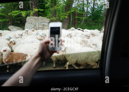 Crop main tenant le téléphone mobile et de prendre de la voiture ouverte photo de fenêtre de troupeau de moutons marchant à proximité Banque D'Images