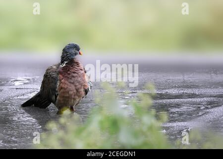 Un pigeon en bois dans la pluie battante. Colombe sauvage debout dans une flaque avec un magnifique arrière-plan bokeh et un espace de copie. Banque D'Images