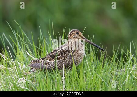 Bécassine commune (Gallinago gallinago) alimentation masculine dans les prairies en été Banque D'Images