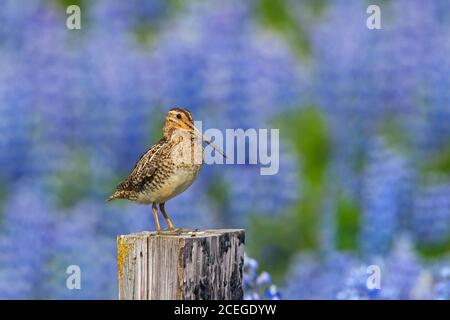 Bécassine commune (Gallinago gallinago) mâle perché sur une clôture en bois le long d'une prairie avec lupins en fleur en été Banque D'Images